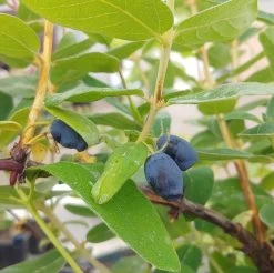 Sibirische Blaubeere / Honigbeere `Zojka Lonicera Kamtschatica `Zojka´ -Pflanzensamenladen Zojka sibirische Blaubeere