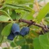 Sibirische Blaubeere / Honigbeere `Zojka Lonicera Kamtschatica `Zojka´ -Pflanzensamenladen Zojka sibirische Blaubeere1