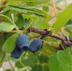 Sibirische Blaubeere / Honigbeere `Zojka Lonicera Kamtschatica `Zojka´
