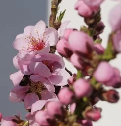 Zwergnektarine `Rubis® Necta ZeeⓈ´ Prunus Nucipersica -Pflanzensamenladen Zwerg nektarine bl te