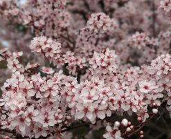 Zwergblutpflaume Prunus Cistena