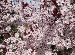 Zwergblutpflaume Prunus Cistena 7 Zwergblutpflaume Prunus Cistena -Pflanzensamenladen Zwergblutpflaume Bl tezeit