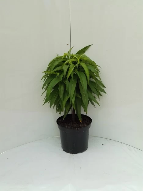 Zwergnektarine `Nectarella´ Prunus Nucipersica 4 Zwergnektarine `Nectarella´ Prunus Nucipersica – Bild 2