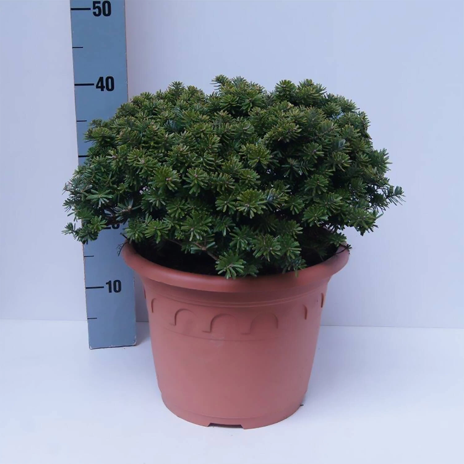 Abies Koreana 'Brillant' 3 Abies Koreana 'Brillant'