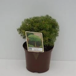 Abies Koreana 'Kristallkugel'