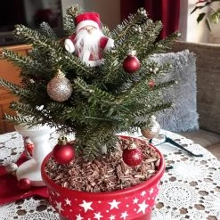 Abies Koreana 'Molli'