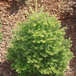 Abies Koreana 'Molli' -Pflanzensamenladen abies koreana molli 93