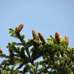 Abies Nordmanniana