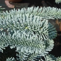 Abies Procera 'Glauca' -Pflanzensamenladen abies procera glauca3