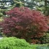 Acer Palmatum 'Bloodgood' -Pflanzensamenladen acer palmatum bloodgood