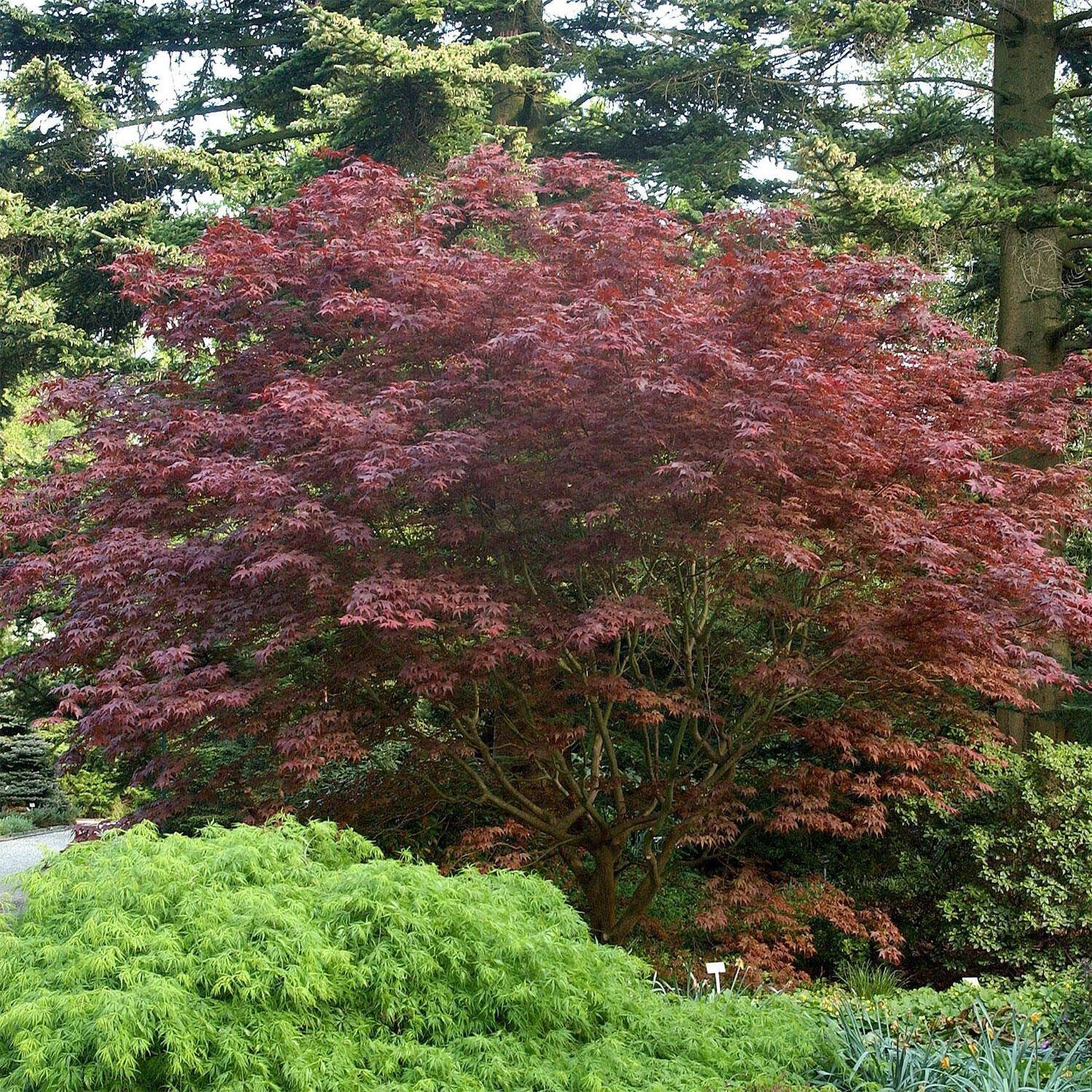 Acer Palmatum 'Bloodgood' 3 Acer Palmatum 'Bloodgood'