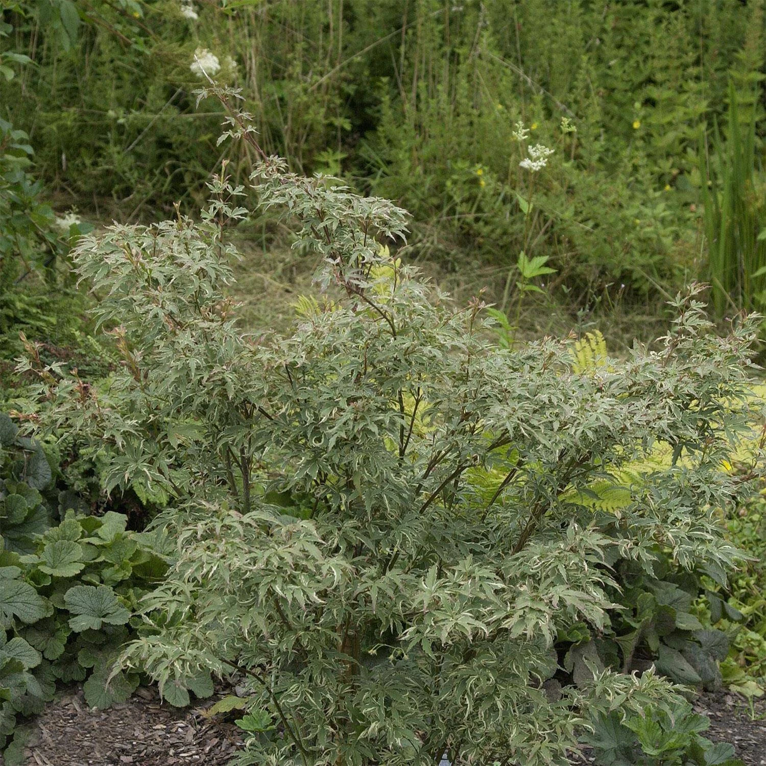 Acer Palmatum 'Butterfly' 2 Acer Palmatum 'Butterfly'