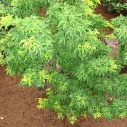 Acer Palmatum 'Crispifolium'