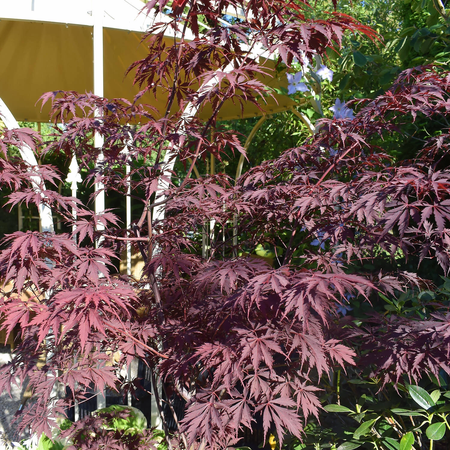 Acer Palmatum 'Dissectum Garnet' 3 Acer Palmatum 'Dissectum Garnet'