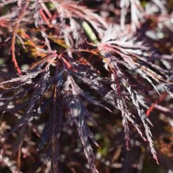 Acer Palmatum 'Dissectum Garnet' 7 Acer Palmatum 'Dissectum Garnet' -Pflanzensamenladen acer palmatum dissectum garnet3