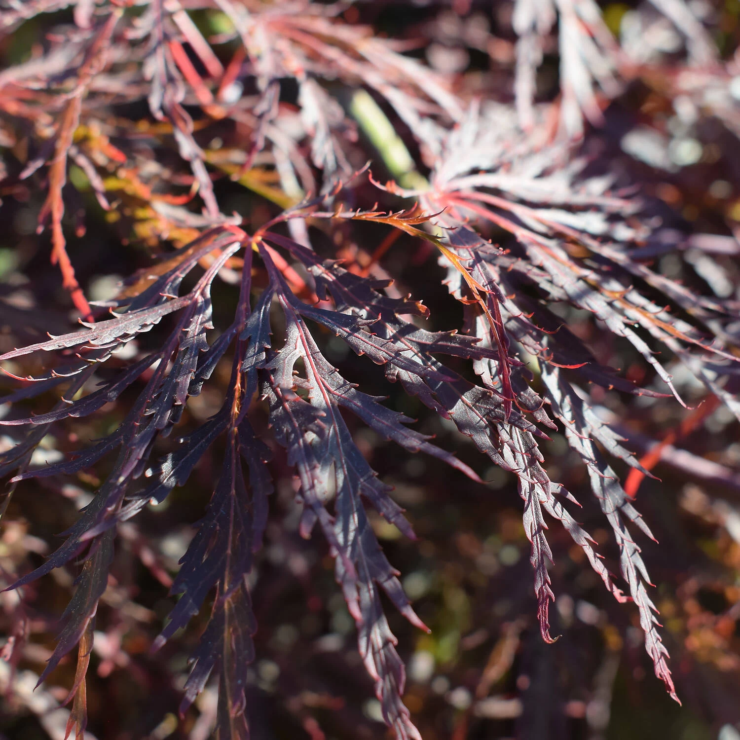 Acer Palmatum 'Dissectum Garnet' 5 Acer Palmatum 'Dissectum Garnet' – Bild 3