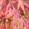Acer Palmatum 'Fireglow' -Pflanzensamenladen acer palmatum fireglow