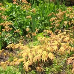 Acer Palmatum 'Green Trompenburg'