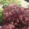 Acer Palmatum 'Inaba Shidare' -Pflanzensamenladen acer palmatum inaba shidare