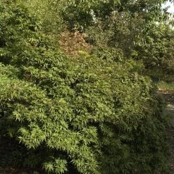 Acer Palmatum 'Mikawa Yatsubusa'