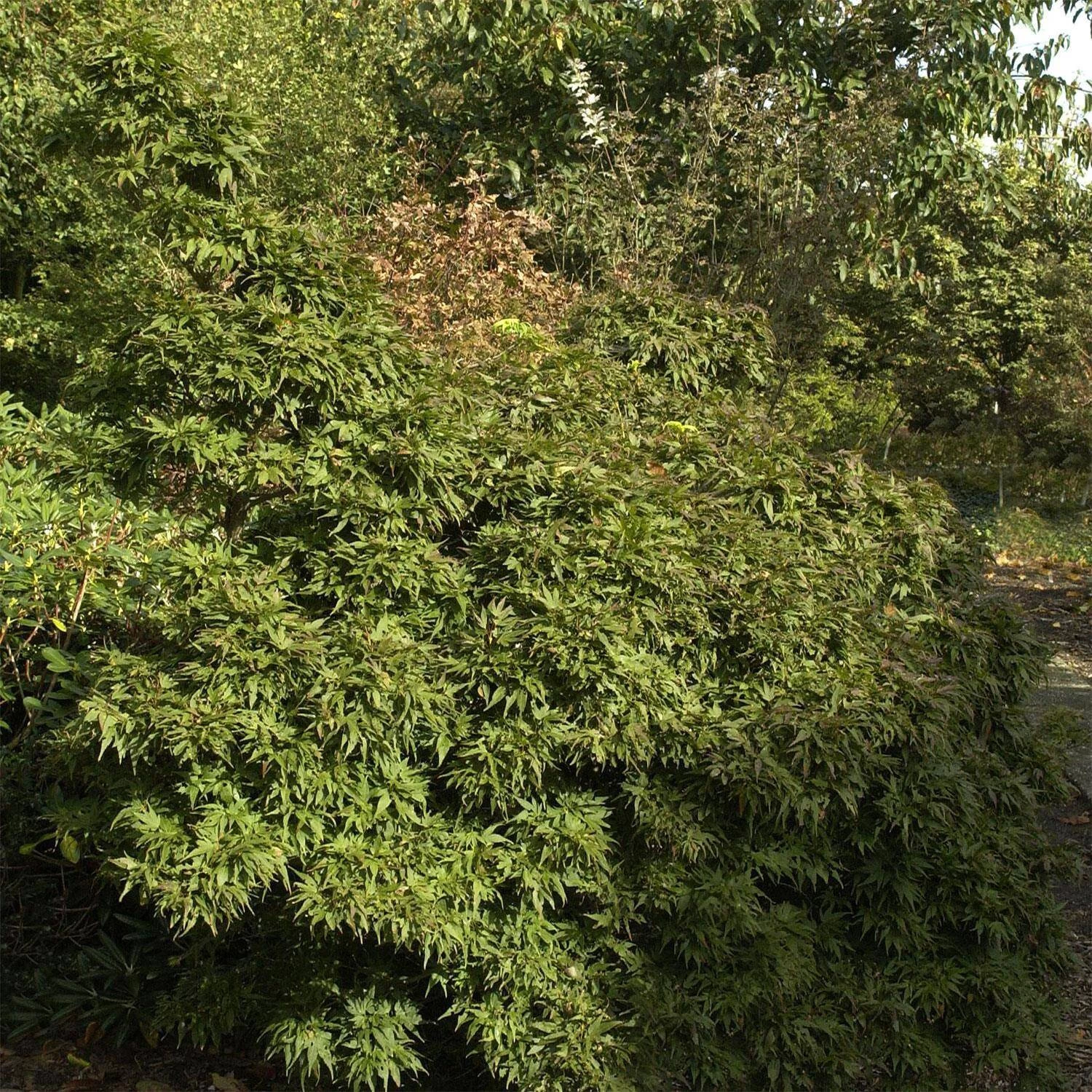 Acer Palmatum 'Mikawa Yatsubusa' 3 Acer Palmatum 'Mikawa Yatsubusa'