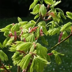 Acer Palmatum 'Orange Dream' -Pflanzensamenladen acer palmatum orange dream3