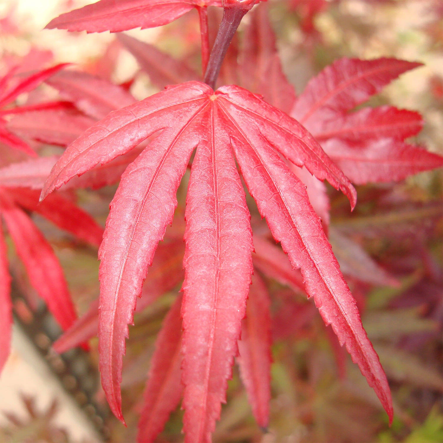 Acer Palmatum 'Shaina' 3 Acer Palmatum 'Shaina'