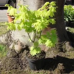 Acer Shirasawanum 'Aureum'