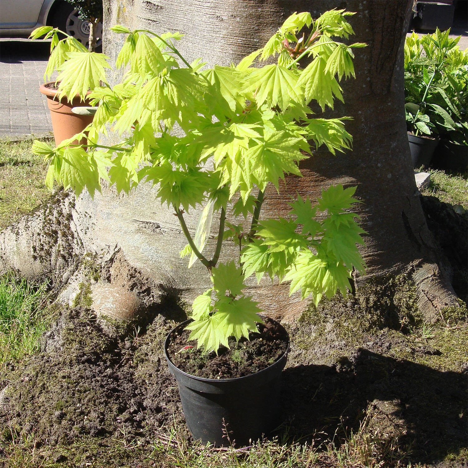Acer Shirasawanum 'Aureum' 3 Acer Shirasawanum 'Aureum'