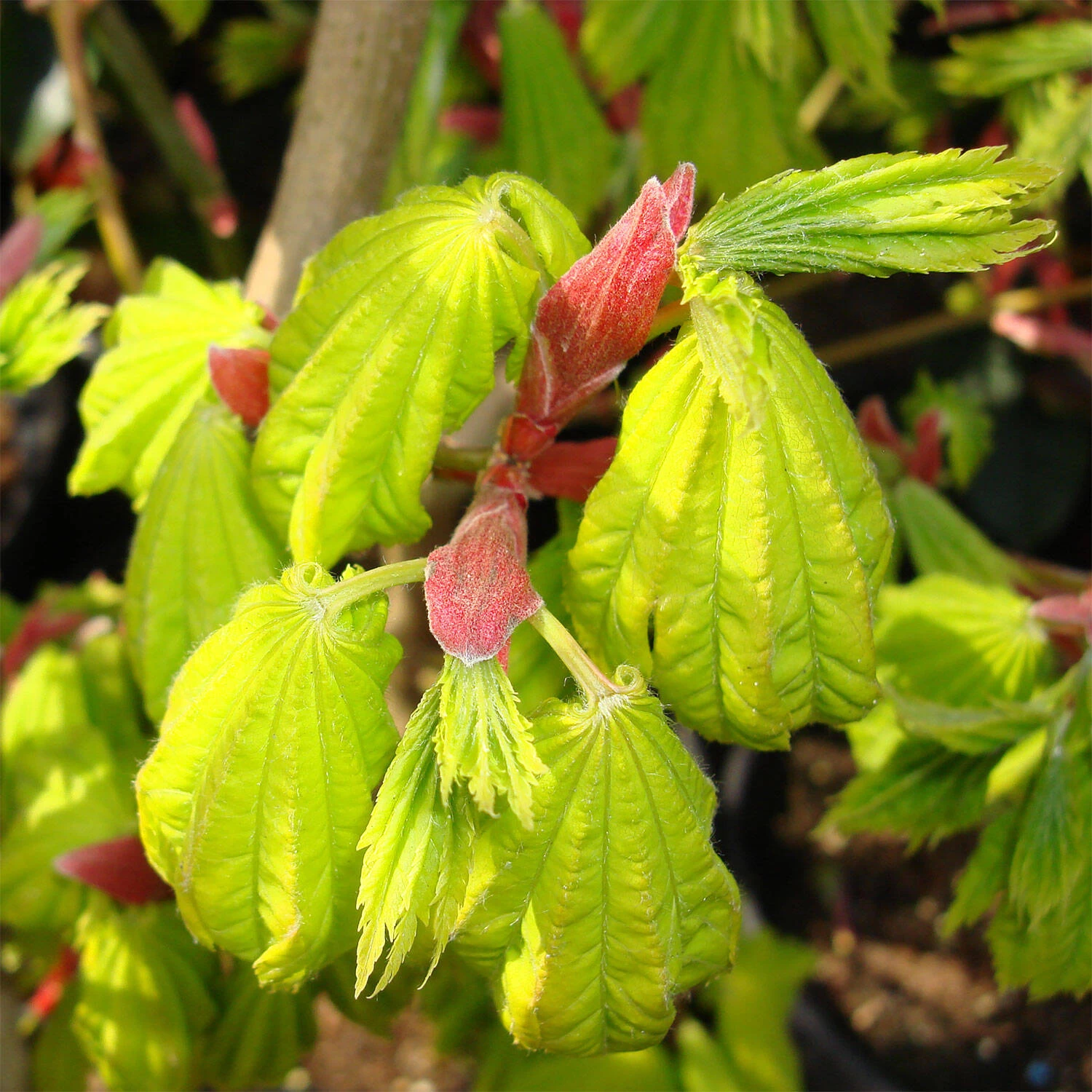 Acer Shirasawanum 'Aureum' 4 Acer Shirasawanum 'Aureum' – Bild 2
