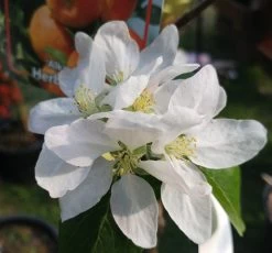 Alkmene Malus Domestica -Pflanzensamenladen almene