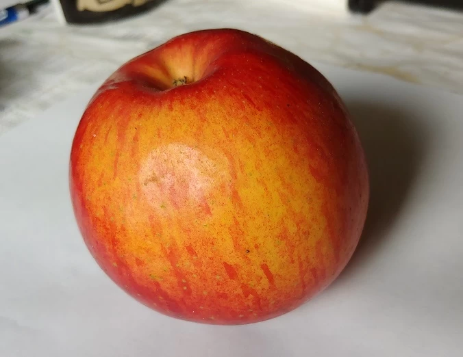 Schöner Aus Nordhausen Malus Domestica `Schöner Aus Nordhausen´ 4 Schöner Aus Nordhausen Malus Domestica `Schöner Aus Nordhausen´ – Bild 2