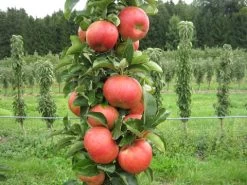 Säulenapfel `SonateⓈ´ Malus Domestica `Sonate´ -Pflanzensamenladen apfel sonate fruechte1