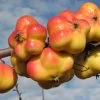 Apistar® Malus Domestica `Apistar´ -Pflanzensamenladen apfel sternapi fruechte