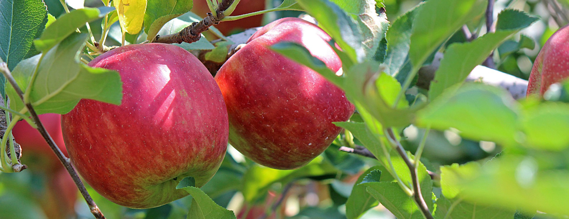 Pflanzensamenladen -Pflanzensamenladen apple 2720105 1920