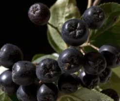Aronia- Apfelbeere Nero Aronia Prunifolia `Nero´ -Pflanzensamenladen aronia nero 600x600