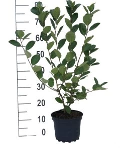 Aronia- Apfelbeere Nero Aronia Prunifolia `Nero´ -Pflanzensamenladen aronia neroiiPvXE42DygxM