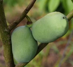 Veredelte Indianerbanane `Mango´ Asimina Triloba `Mango´