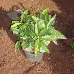 Aucuba Japonica 'Variegata'