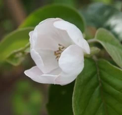 Tafelquitte Ayva® - Süßquitte, Kann Roh Verzehrt Werden Cydonia `Ayva´ -Pflanzensamenladen ayva bl te