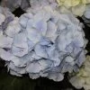 Hydrangea Macrophylla 'Blue Wonder'® - Everbloom 1 Hydrangea Macrophylla 'Blue Wonder'® - Everbloom -Pflanzensamenladen ballhortensie everbloom blue wonder hydrangea