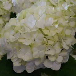 Hydrangea Macrophylla 'White Wonder'® - Everbloom