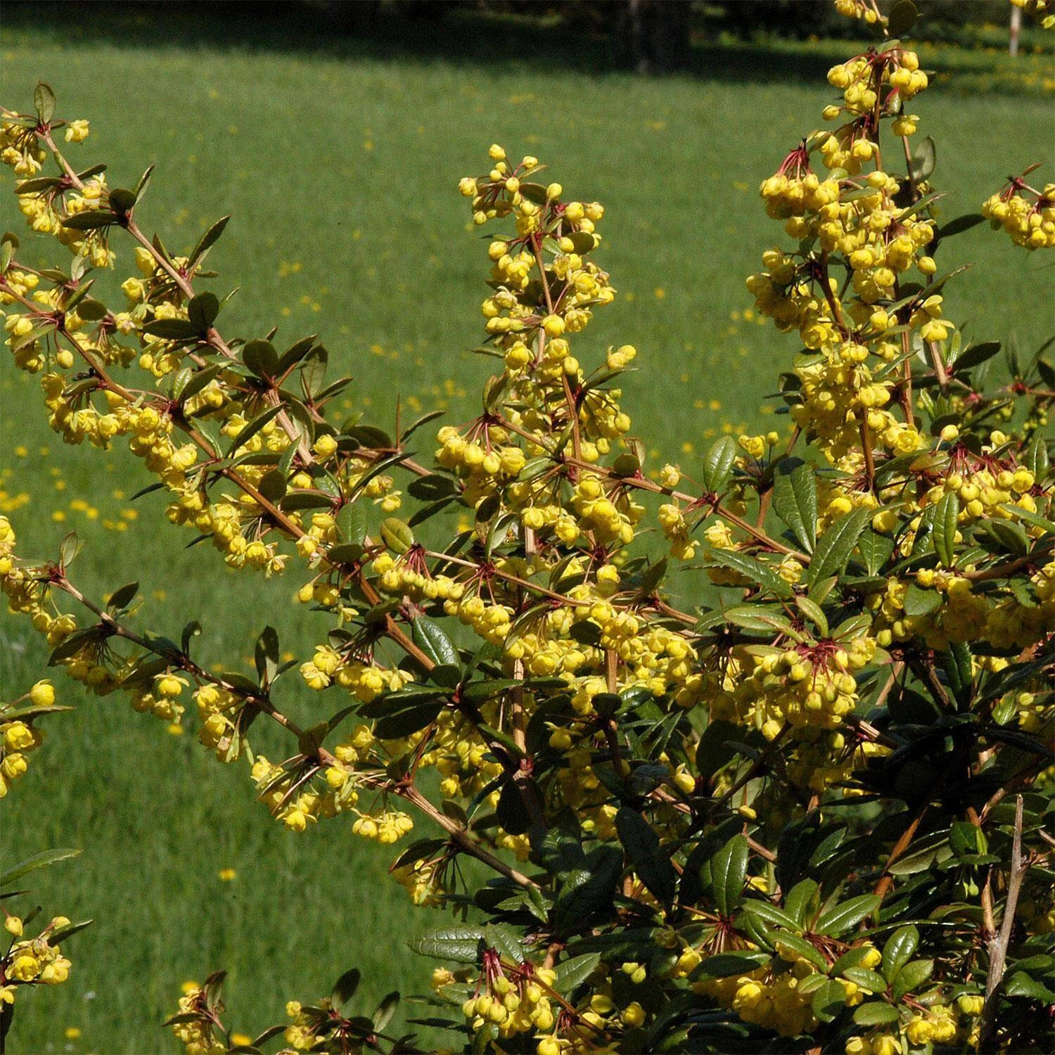 Berberis Julianae 3 Berberis Julianae
