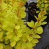 Berberis Thunbergii 'Maria'® -Pflanzensamenladen berberis thunbergii maria