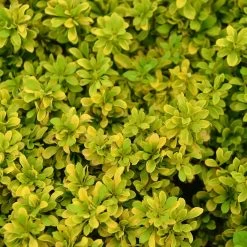 Berberis Thunbergii 'Tiny Gold'