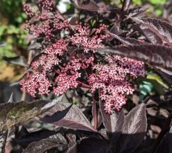 Rotblättriger Holunder `Black Beauty´ Sambucus Nigra `Black Beauty´ -Pflanzensamenladen black beauty2