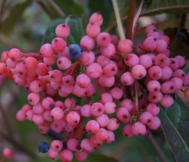 Amerikanischer Schneeball `Brandywine´ Viburnum Nudum `Brandywine´ 4 Amerikanischer Schneeball `Brandywine´ Viburnum Nudum `Brandywine´ – Bild 2