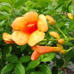 Campsis Radicans