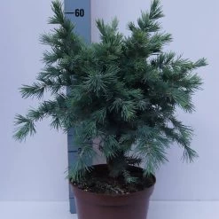 Cedrus Deodara 'Blue Globe'