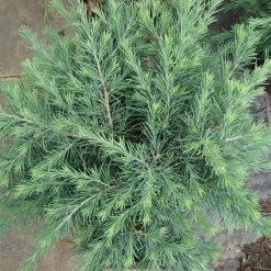 Cedrus Deodara 'Feeling Blue' -Pflanzensamenladen cedrus deodara feeling blue3